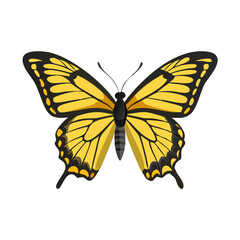 Beautiful Male Tiger Swallowtail Butterfly Isolated on White Background