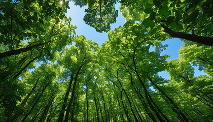 울창하고 아름다운 싱싱한 초록색의 나무가 가득한 숲