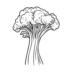 Broccoli illustration in sketch style with detailed foliage  