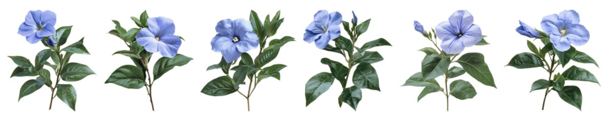 Fototapeta premium PNG Vibrant blue flowers arrangement, elements on transparent background