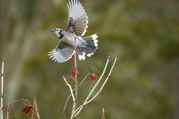 Blue Jay Taking Flight from Berry Branch