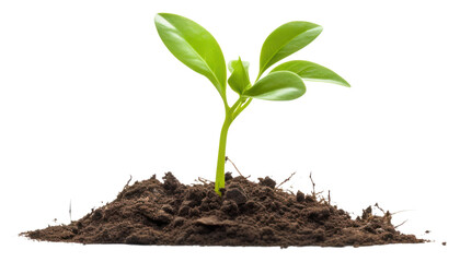 PNG Biology plant sprout leaf.