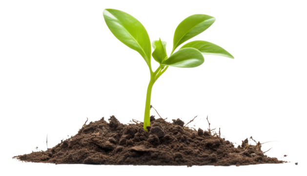 PNG Biology plant sprout leaf.