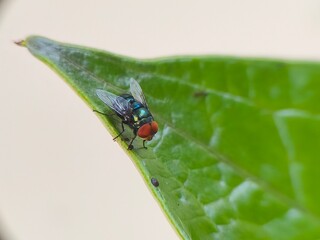 A close-up of a colorful housefly with bright red eyes perched on a green leaf.