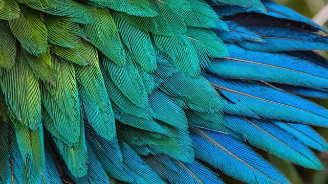 Close-up of vibrant green and blue parrot feathers.