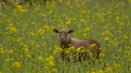 Braunes kleines Lamm im Rapsfeld