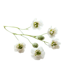 Fototapeta premium Closeup white flowers arrangement stock photo