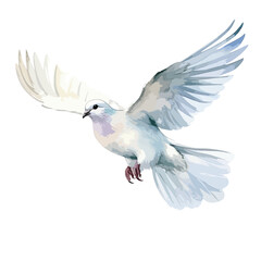 dove in flight cute watercolors illustration on white background