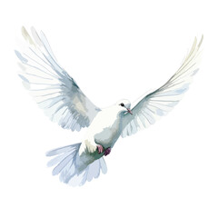 Obraz premium dove in flight cute watercolors illustration on white background