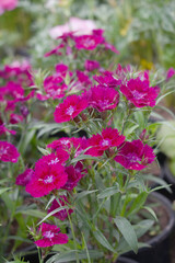 Sweet flora william blooming petals Red flowers background, Dianthus barbatus, beautiful Dianthus...
