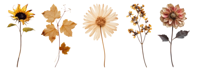 PNG Vintage dried floral arrangement, elements on transparent background
