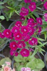 Sweet flora william blooming petals Red flowers background, Dianthus barbatus, beautiful Dianthus...