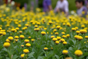 field of yellow and purple flowers in a field