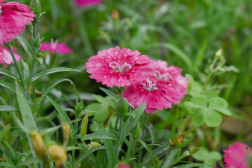Fototapeta premium Sweet flora william blooming petals Red flowers background, Dianthus barbatus, beautiful Dianthus flower closeup in garden, Red Dianthus flower, Red flower, dianthus blooming in garden, closeup