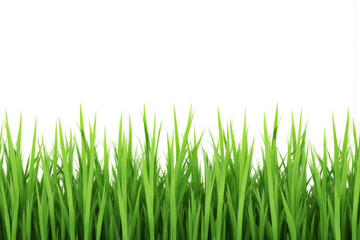 Obraz premium green grass field with a white background 1