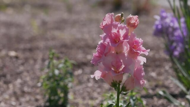 Tokyo, Japan - April 27, 2025: Closeup of snapdragon or Antirrhinum majus