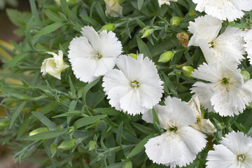 Sweet flora william blooming petals white flowers background, Dianthus barbatus, beautiful Dianthus flower closeup in garden, white Dianthus flower, white flower, dianthus blooming in garden, closeup