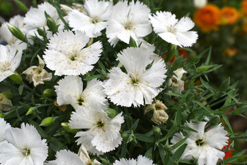 Fototapeta premium Sweet flora william blooming petals white flowers background, Dianthus barbatus, beautiful Dianthus flower closeup in garden, white Dianthus flower, white flower, dianthus blooming in garden, closeup