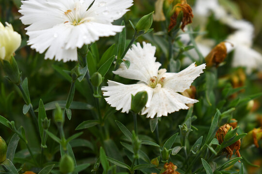 Sweet flora william blooming petals white flowers background, Dianthus barbatus, beautiful Dianthus flower closeup in garden, white Dianthus flower, white flower, dianthus blooming in garden, closeup - Powered by Adobe