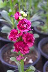 Red Hoary Stock, Red Hoary Stock or Matthiola Incana is a member of the Brassicaceae family of flowering plants. It's also commonly known as Brompton Stock, Common Stock, Red flower in garden