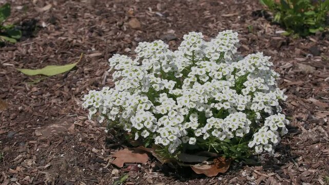 Tokyo,Japan - April 27, 2025: Closeup of a white sweet alyssum or sweet Alison or Lobularia maritima
