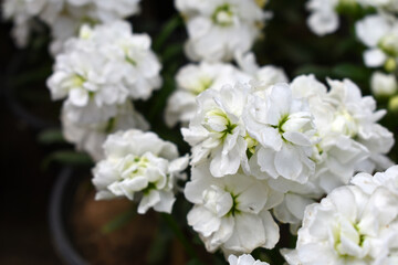 White Hoary Stock, White Hoary Stock or Matthiola Incana is a member of the Brassicaceae family of flowering plants. It's also commonly known as Brompton Stock, Common Stock, White flower in garden
