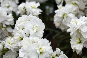 White Hoary Stock, White Hoary Stock or Matthiola Incana is a member of the Brassicaceae family of flowering plants. It's also commonly known as Brompton Stock, Common Stock, White flower in garden