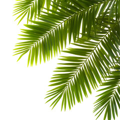 Detailed closeup of lush green fern fronds