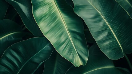 Close-up view of lush, tropical plant foliage.