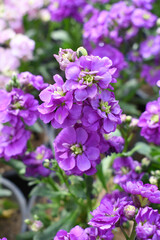 Fototapeta premium Purple Hoary Stock, Purple Hoary Stock or Matthiola Incana is a member of the Brassicaceae family of flowering plants. It's also commonly known as Brompton Stock, Common Stock, Purple flower in garden