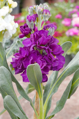 Purple Hoary Stock, Purple Hoary Stock or Matthiola Incana is a member of the Brassicaceae family of flowering plants. It's also commonly known as Brompton Stock, Common Stock, Purple flower in garden