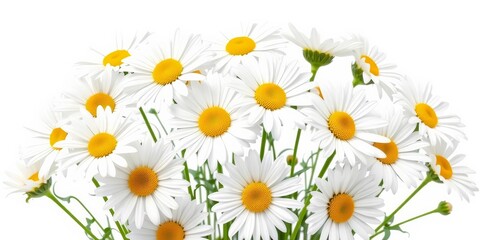 Obraz premium Several white daisies, fully bloomed, isolated on pure white background, flower, shasta daisy