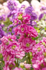 Obraz premium Pink Hoary Stock, Pink Hoary Stock or Matthiola Incana is a member of the Brassicaceae family of flowering plants. It's also commonly known as Brompton Stock, Common Stock, Pink flower in garden