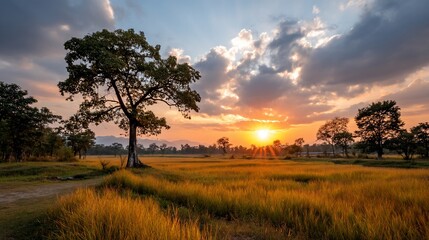Golden rice field glows under a sunsets radiant embrace