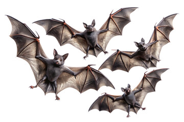 Fototapeta premium Set of flying black bats isolated on white background. Halloween concept