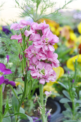 Fototapeta premium Pink Hoary Stock, Pink Hoary Stock or Matthiola Incana is a member of the Brassicaceae family of flowering plants. It's also commonly known as Brompton Stock, Common Stock, Pink flower in garden