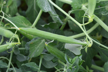 Fototapeta premium Green peas grow in the garden Beautiful close up of green fresh peas and pea pods. Healthy food, Bush of sweet pea with ripe pods cultivated on vegetable garden, green peas closeup in nature, Pakistan