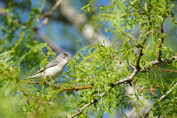 Lucy's warbler bird perched in a green tree