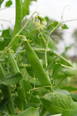 Green peas grow in the garden Beautiful close up of green fresh peas and pea pods. Healthy food,...