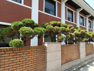 Korea, Seoul, Niwaki as a garden decoration