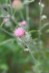 A blooming Creeping Thistle plant, Creeping thistles flower at the meadow. wild flower bloom, thistle in seed, natural flower, creeping thistle flower closeup, Closeup of fluffy creeping thistles seed