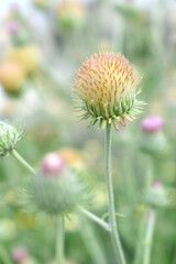 A blooming Creeping Thistle plant, Creeping thistles flower at the meadow. wild flower bloom, thistle in seed, natural flower, creeping thistle flower closeup, Closeup of fluffy creeping thistles seed
