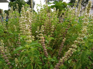 basil plant in bloom, this aromatic plant can be used in various dishes