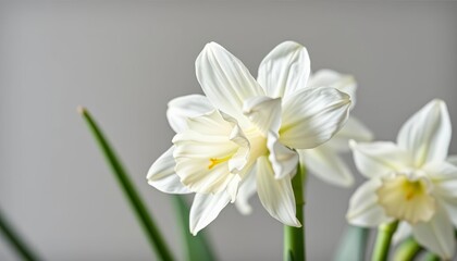 Delicate white paperwhite narcissus blossom, isolated, isolated, paperwhite