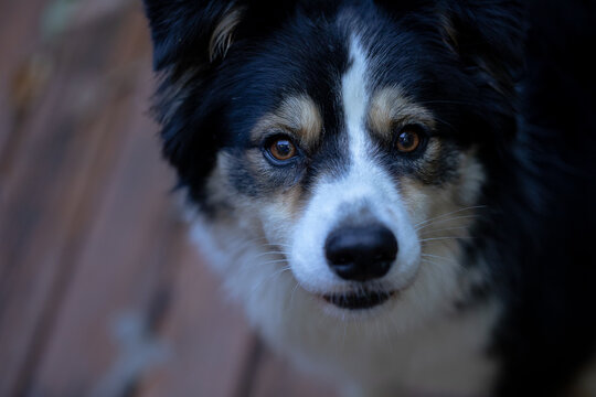 Close up portrait image of black and white Border Collie purebred dog with plain background
