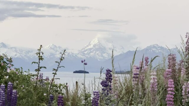 Colorful pink and purple lupins sway in the wind on the shores of Lake Pukaki, with stunning views of Aoraki Mount Cook and the Southern Alps, in the Mackenzie Basin, South Island, New Zealand