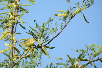 Small yellow bird perched on a branch