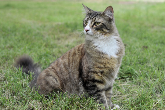 1 year old cat outside on the grass