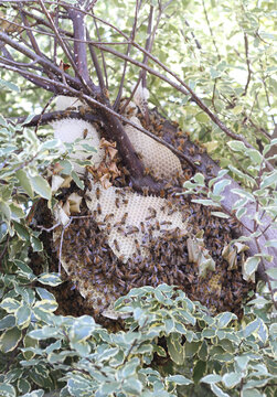 Beehive in a tree