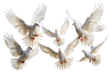 Set of flying white dove pigeon isolated on white background PNG